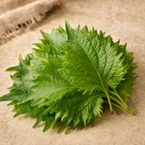 Składnik shiso